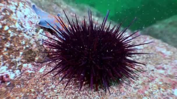 Sea urchin on the sea floor in search of food. — Stock Video