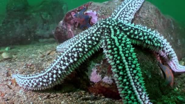 Grande étoile de mer au fond de la mer à la recherche de nourriture . — Video