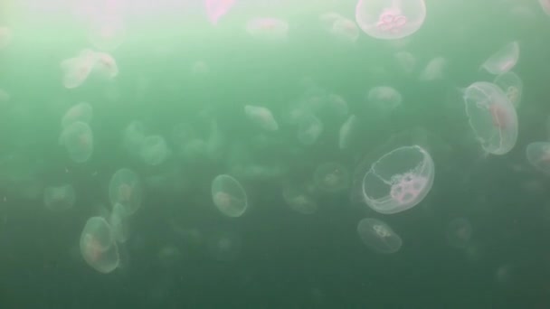 Grotere kwallen in het groene water van de zee. — Stockvideo