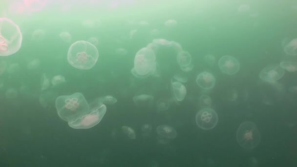 Meduse più grandi nelle acque verdi del mare . — Video Stock