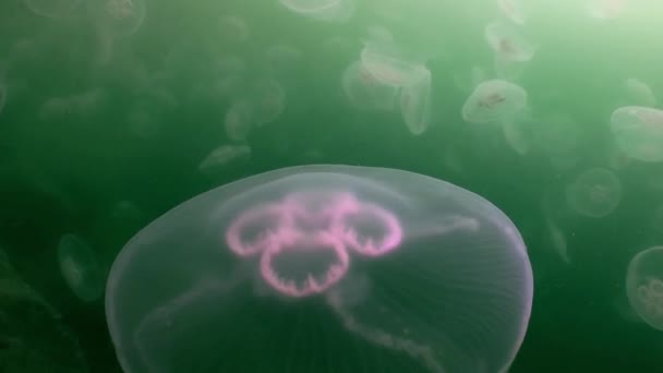 Des méduses dans les eaux vertes de la mer . — Video