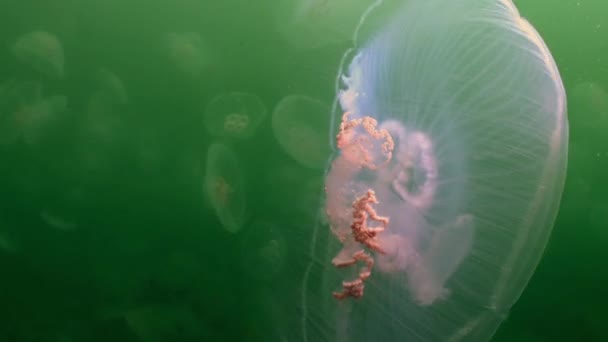 Большие медузы в зеленых водах моря . — стоковое видео