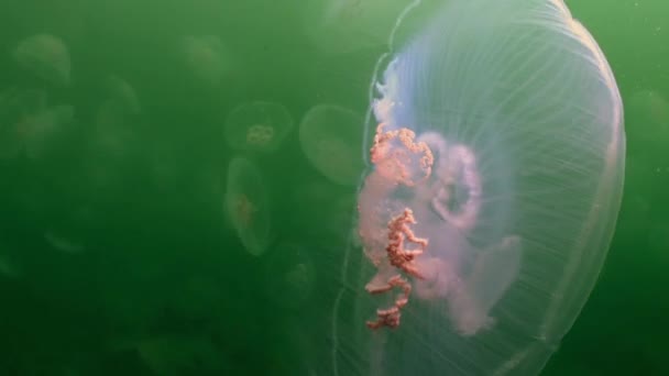 Quallen im grünen Wasser des Meeres. — Stockvideo