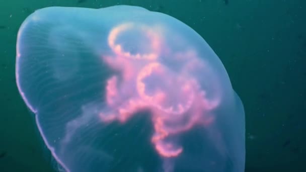 Greater jellyfish in the green waters of the sea. — Stock Video