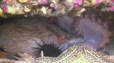 Onun delik altındaki bir kayanın altında saklanıyor ahtapot.