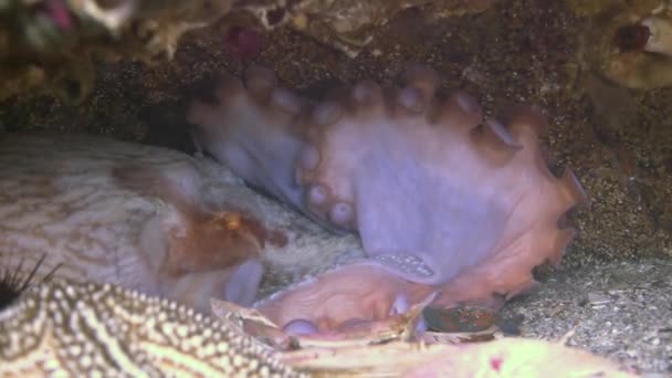 Octopus escondido em seu buraco sob uma rocha no fundo . — Vídeo de Stock