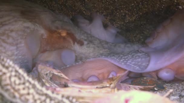 Octopus hiding in its hole under a rock at bottom. — Stock Video