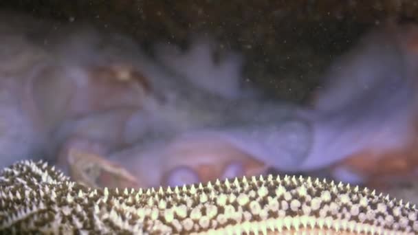 Octopus hiding in its hole under a rock at bottom. — Stock Video