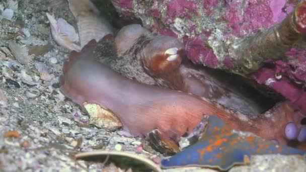 Bläckfisk som gömmer sig i dess hål under en sten på botten. — Stockvideo