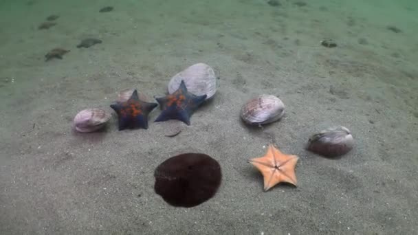 Starfish prey on a sandy bottom on the shells. — Stock Video