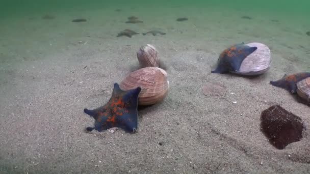 Las estrellas de mar se aprovechan de un fondo arenoso en las conchas . — Vídeo de stock