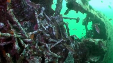 Bir batık enkazında Kızıl Deniz süngerleri.