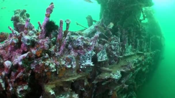 難破船の残骸、紅海スポンジ. — ストック動画