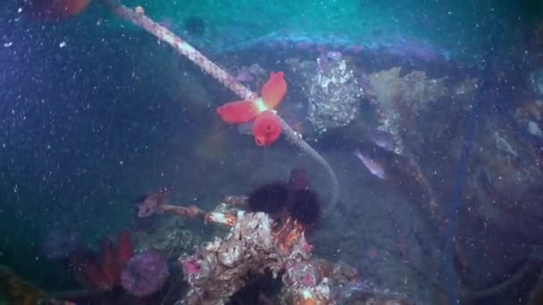 Red sea sponges in the wreckage of a shipwreck. — Stock Video