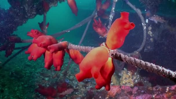 Red sea sponges in the wreckage of a shipwreck. — Stock Video