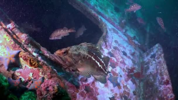 Esponjas del mar Rojo en los restos de un naufragio . — Vídeo de stock