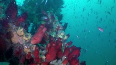 Bir batık enkazında Kızıl Deniz süngerleri.