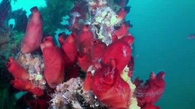 Bir batık enkazında Kızıl Deniz süngerleri.