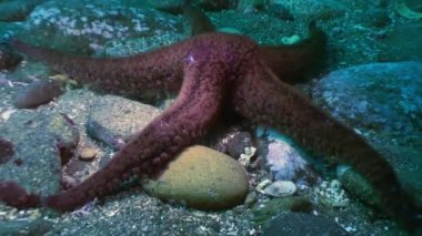 Deniz altındaki yiyecek bulmak büyük deniz yıldızı.