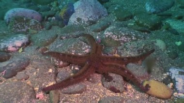 Deniz altındaki yiyecek bulmak büyük deniz yıldızı.
