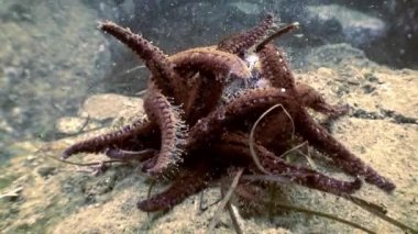 Deniz altındaki yiyecek bulmak büyük deniz yıldızı.