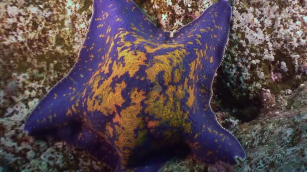 Grande étoile de mer au fond de la mer à la recherche de nourriture . — Video