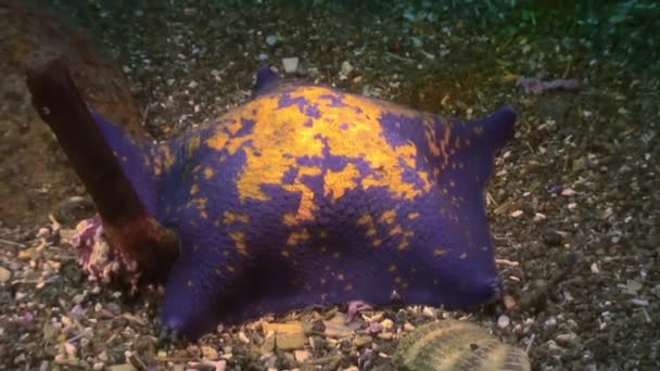 Grote zeesterren op de zeebodem op zoek naar voedsel. — Stockvideo