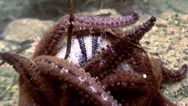 Grandi stelle marine sul fondo del mare in cerca di cibo . — Video Stock