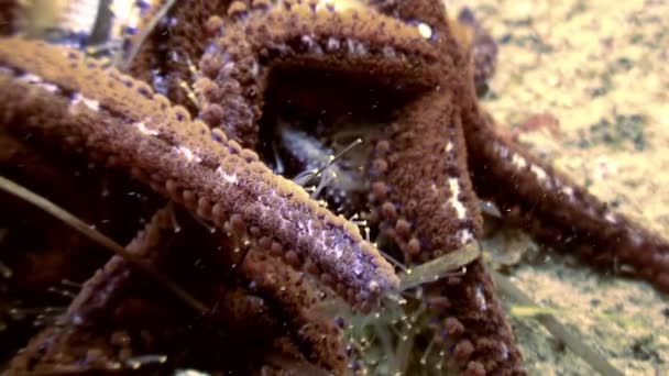 Grandi stelle marine sul fondo del mare in cerca di cibo . — Video Stock