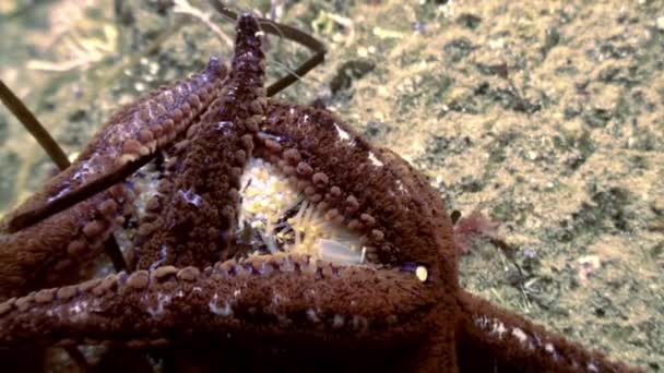 Large starfish on sea bottom in search of food. — Stock Video
