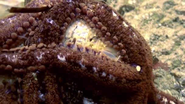 Grande étoile de mer au fond de la mer à la recherche de nourriture . — Video