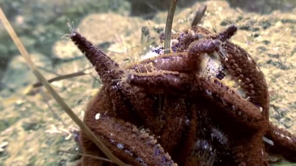 Grande estrela-do-mar no fundo do mar em busca de comida . — Vídeo de Stock