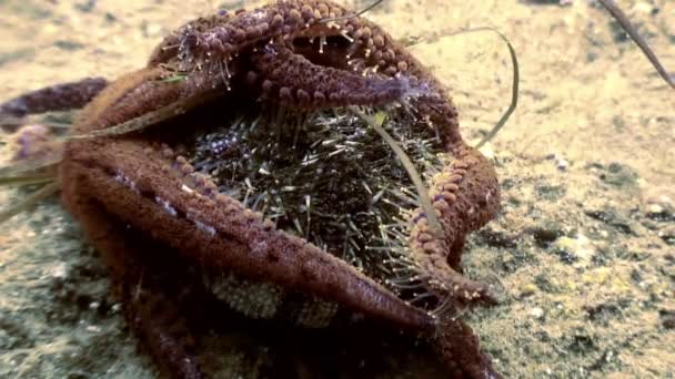 Large starfish on sea bottom in search of food. — Stock Video