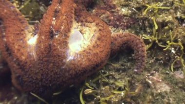 Deniz altındaki yiyecek bulmak büyük deniz yıldızı.