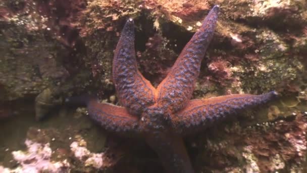 Grande étoile de mer au fond de la mer à la recherche de nourriture . — Video