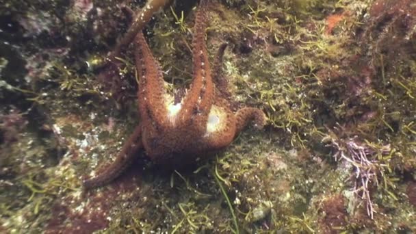 Grandes estrellas de mar en el fondo del mar en busca de alimentos . — Vídeo de stock