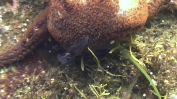 Grote zeesterren op de zeebodem op zoek naar voedsel. — Stockvideo