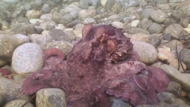 Grote octopus in de stenen zeebodem op zoek naar voedsel. — Stockvideo