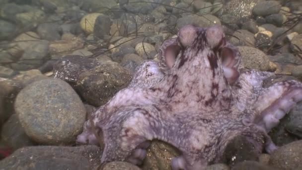 Big octopus in the stone seabed in search of food. — Stock Video