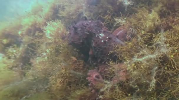 Big octopus in the stone seabed in search of food. — Stock Video