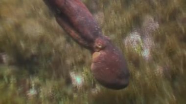 Taş deniz dibinin yiyecek bulmak büyük ahtapot.