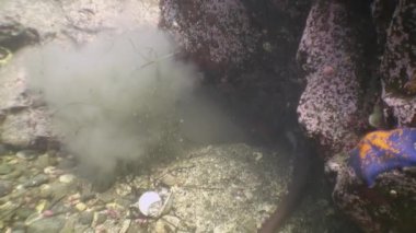 Taş deniz dibinin yiyecek bulmak büyük ahtapot.