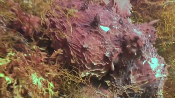 Gros poulpe dans les fonds marins en pierre à la recherche de nourriture . — Video