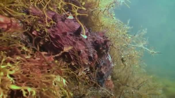 Pulpo grande en el fondo del mar de piedra en busca de comida . — Vídeos de Stock