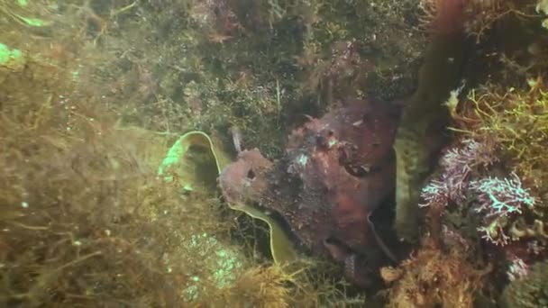 Big octopus in the stone seabed in search of food. — Stock Video