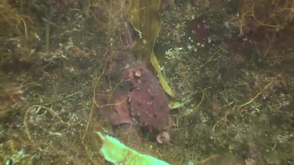 Gros poulpe dans les fonds marins en pierre à la recherche de nourriture . — Video