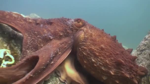 Gros poulpe dans les fonds marins en pierre à la recherche de nourriture . — Video