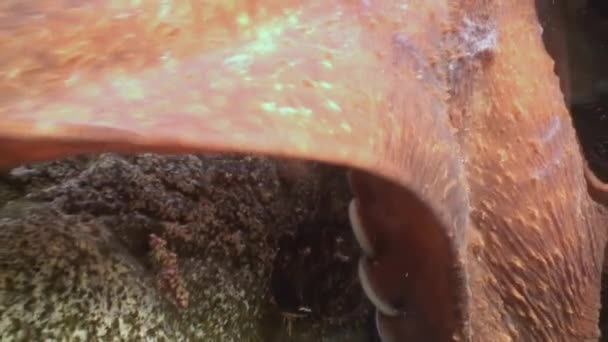 Grote octopus in de stenen zeebodem op zoek naar voedsel. — Stockvideo