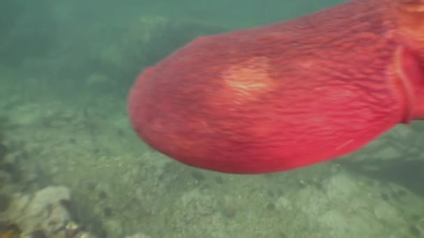Gros poulpe dans les fonds marins en pierre à la recherche de nourriture .