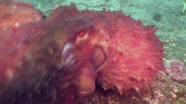 Taş deniz dibinin yiyecek bulmak büyük ahtapot.